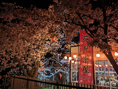 全国でも珍しい城山公園の花見茶屋